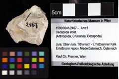 Foto (Objket + Etiketten) von Decapoda indet. 